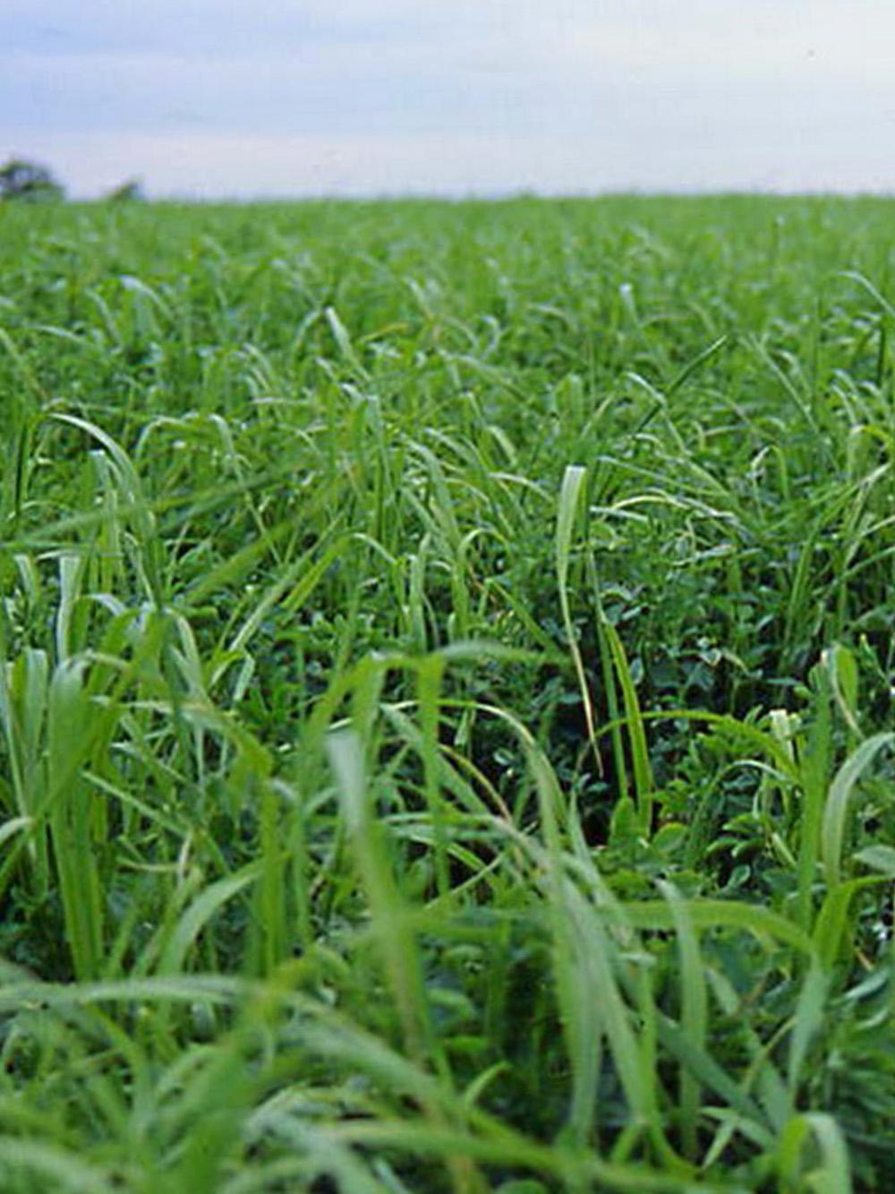 FM 175 Alfalfa Mix